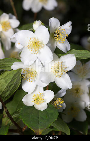 Frühe Sommerblumen Mock Orange Strauch, Philadelphus coronarius Stockfoto