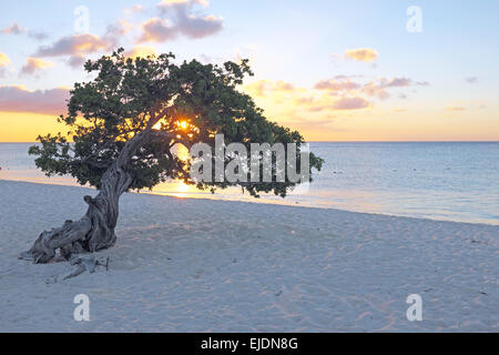 Divi Divi Baum auf Insel Aruba in der Karibik Stockfoto