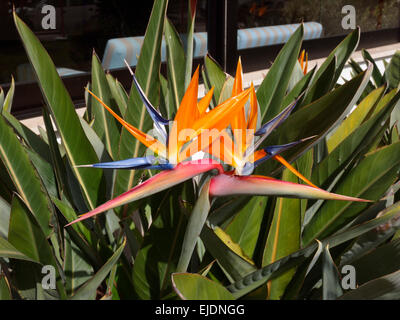 Paradiesvogel Blumen - Strelitzia Reginae Stockfoto