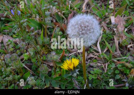 Löwenzahn Samen Blumenkugel, UN-gepflückten auf Wiese Stockfoto