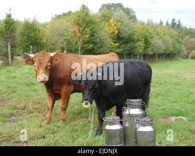 Sie drei Metalldosen auf Milch auf Kuh Backgrpund Stockfoto