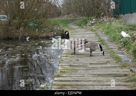 Kanada Gänse, Gans in einer verschmutzten Wasser Umwelt mit Einstreu, Papierkorb, Kunststoff, Glas, Flaschen, Dosen, Tüten und Fast food Kartons in der Nähe eines Teiches. Stockfoto