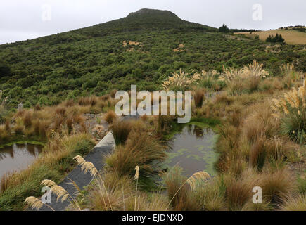 Orokonui Ecosanctuary Park New Zealand, Dunedin Orokonui Tal Waitati Stockfoto