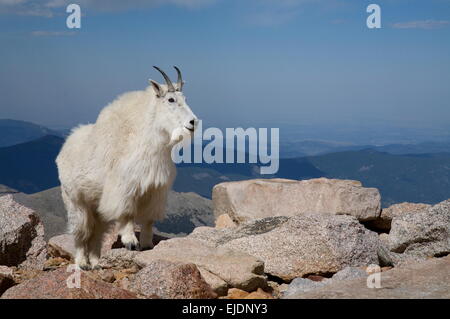 Ökologische Porträt eines Rocky Mountain Goat stehenden auf Mount Evans, in der Nähe von Denver in Colorado. Stockfoto