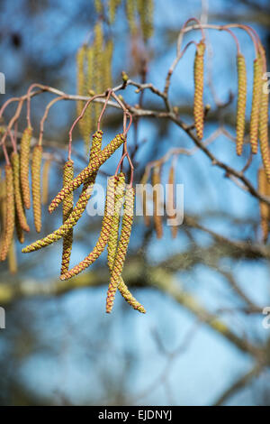 Gemeinsamen Hazel Kätzchen Freigabe pollen Stockfoto