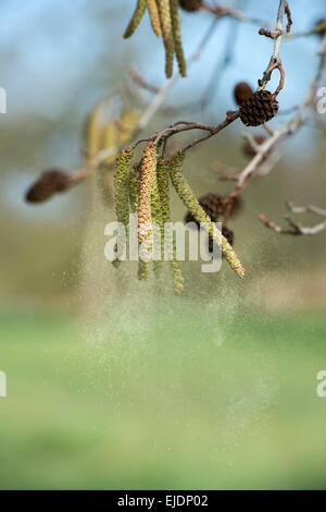 Gemeinsamen Hazel Kätzchen Freigabe pollen Stockfoto