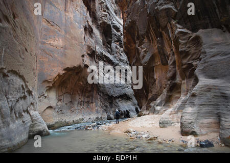 Die Narrows im Zion National Park bleibt eine der beliebtesten Wanderungen. Stockfoto