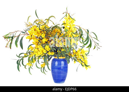 Schöne blühende Mimosen in blauer vase Stockfoto