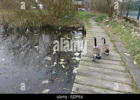 Kanada Gänse, Gans in einer verschmutzten Wasser Umwelt mit Einstreu, Papierkorb, Kunststoff, Glas, Flaschen, Dosen, Tüten und Fast food Kartons in der Nähe eines Teiches. Stockfoto