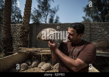 Gizeh, Ägypten. 24. März 2015. Mamdouh Tolba zeigt eine Schildkröte in seinem Haus im Dorf Abou Rawash in Gizeh Provinz West nach Kairo, Ägypten, am 24. März 2015. 37-j hrige Mamdouh Tolba ist ein ägyptischer Tier Händler. Seine Familie lebt auf Handel, Jagd und Viehzucht für Generationen. Bildnachweis: Pan-Chaoyue/Xinhua/Alamy Live-Nachrichten Stockfoto