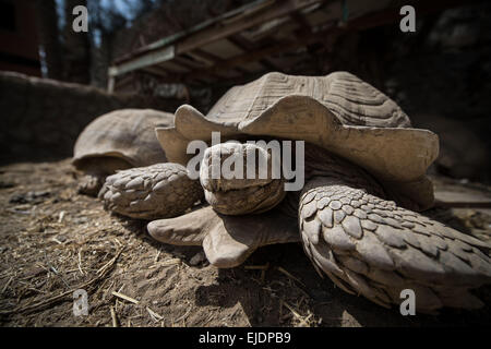 Gizeh, Ägypten. 24. März 2015. Eine Schildkröte aufgeworfenen Mamdouh Tolba ruht in seinem Haus im Dorf Abou Rawash in Gizeh Provinz West nach Kairo, Ägypten, am 24. März 2015. 37-j hrige Mamdouh Tolba ist ein ägyptischer Tier Händler. Seine Familie lebt auf Handel, Jagd und Viehzucht für Generationen. Bildnachweis: Pan-Chaoyue/Xinhua/Alamy Live-Nachrichten Stockfoto