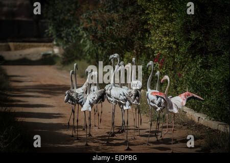 Gizeh, Ägypten. 24. März 2015. Flamingos aufgeworfenen Mamdouh Tolba gehen in seinem Haus im Dorf Abou Rawash in Gizeh Provinz West nach Kairo, Ägypten, am 24. März 2015. 37-j hrige Mamdouh Tolba ist ein ägyptischer Tier Händler. Seine Familie lebt auf Handel, Jagd und Viehzucht für Generationen. Bildnachweis: Pan-Chaoyue/Xinhua/Alamy Live-Nachrichten Stockfoto