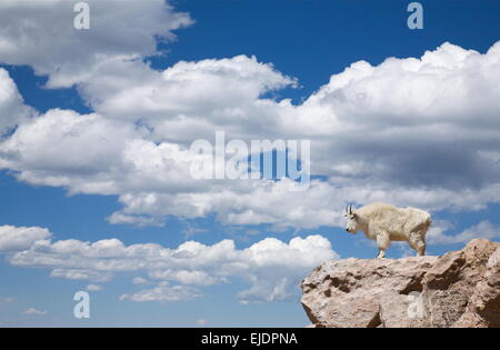 Bergziege stehend in den Wolken! Mount Evans, Rocky Mountains, in der Nähe von Denver, Colorado Oreamnos americanus Stockfoto