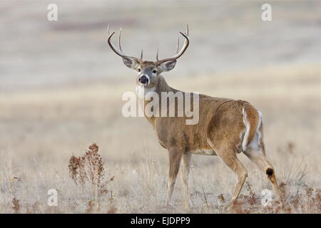 Whitetail Deer Buck Hirsch mit sehr breit, Trophy Klasse Geweih Stockfoto