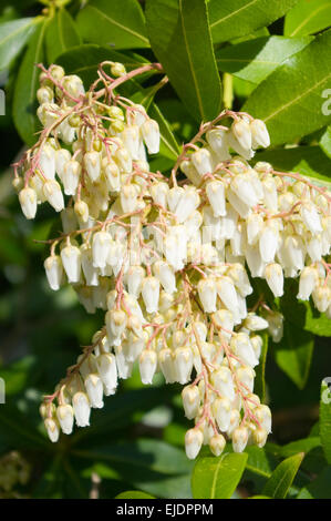 Blumen der Pieris Japonica gemeinsamen Namen Lilie des Tales Busch 'Mountain Fire' Stockfoto