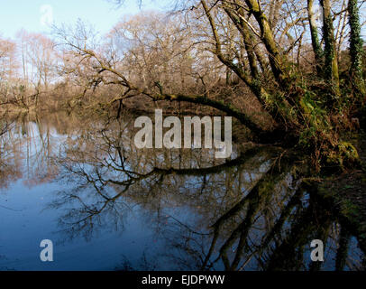 Bäume spiegeln sich in einem See im Winter, des Bischofs Tawton, Devon, UK Stockfoto