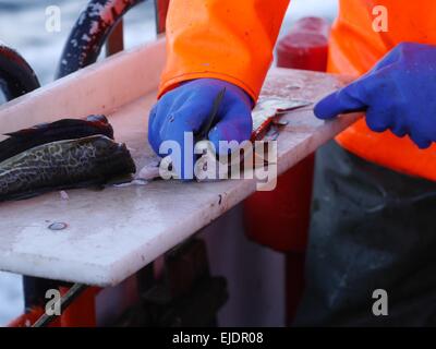 Arbeitnehmers Hände schneiden Fisch am Meer Hintergrund Stockfoto