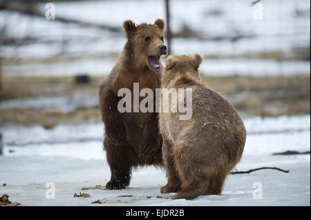 Kodiak Bärenjungen, Girdwood, Alaska. Stockfoto