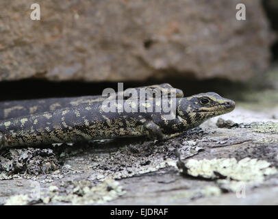 Otago Skink bedrohte Arten im Orokonui Ecosanctuary Park New Zealand, Stockfoto