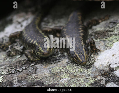 Otago Skink bedrohte Arten im Orokonui Ecosanctuary Park New Zealand, Stockfoto