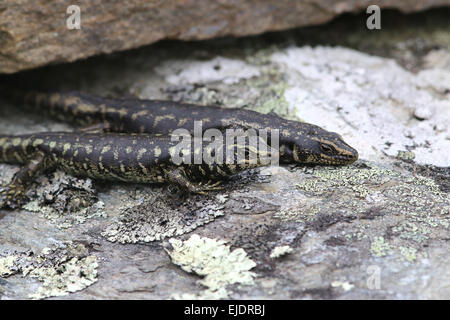 Otago Skink bedrohte Arten im Orokonui Ecosanctuary Park New Zealand, Stockfoto