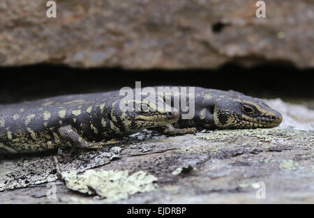 Otago Skink bedrohte Arten im Orokonui Ecosanctuary Park New Zealand, Stockfoto