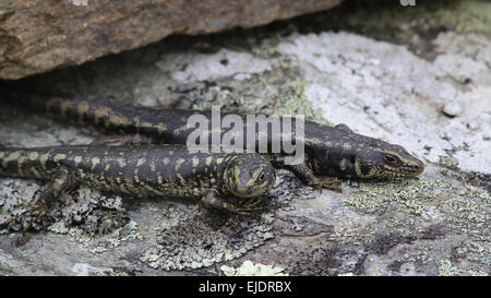 Otago Skink bedrohte Arten im Orokonui Ecosanctuary Park New Zealand, Stockfoto