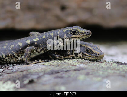 Otago Skink bedrohte Arten im Orokonui Ecosanctuary Park New Zealand, Stockfoto