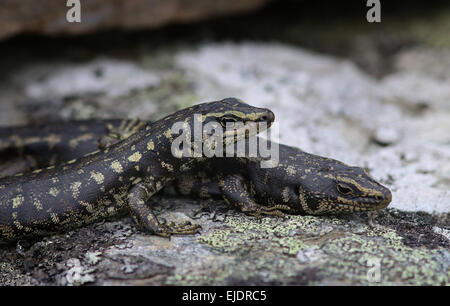 Otago Skink bedrohte Arten im Orokonui Ecosanctuary Park New Zealand, Stockfoto