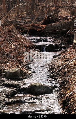 Waldbach durch Wälder. Stockfoto