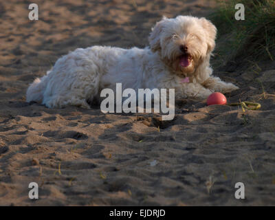 Kleiner weißer Hund Verlegung auf dem Sand mit Ball, UK Stockfoto