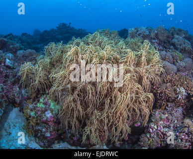 Lange Finger Leder Korallen im Meer Welle schwankend. Spratly-Inseln, South China Sea. Stockfoto