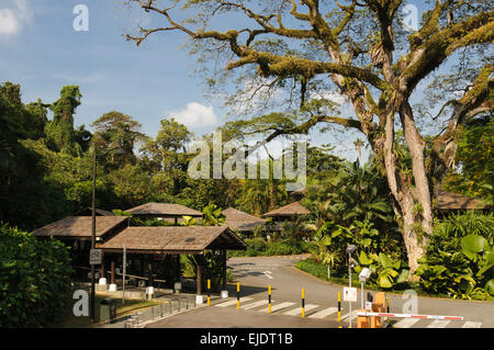 Singapore Botanic gardens Stockfoto