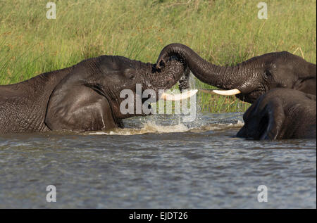 Elefanten kämpfen in einem Flussufer vor der Paarung Stockfoto