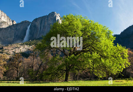 Yosemite Falls, wie gesehen von der Talsohle im Yosemite National Park, Kalifornien. Stockfoto