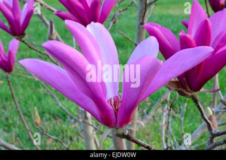 Schöne rosa Blüte einer blühenden Magnolia pink tulip Tree. Farbenfrohe Natur Hintergrund rosa Blütenblätter. Stockfoto