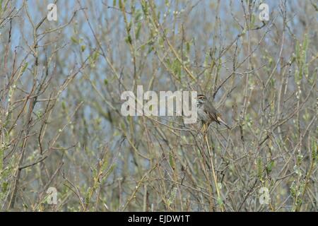 Blaukehlchen (Luscinia Svecica - Luscinia Svecicus) weiblich thront in einem Busch auf der Spring Insel Texel - Niederlande Stockfoto