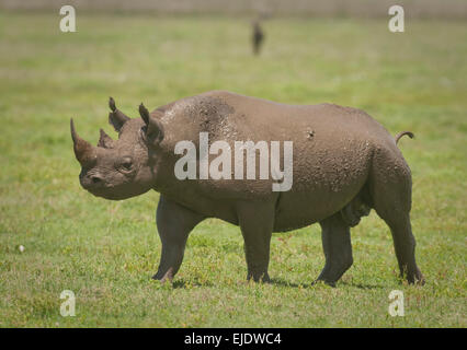 Schlammigen Spitzmaul-Nashorn zu Fuß Stockfoto