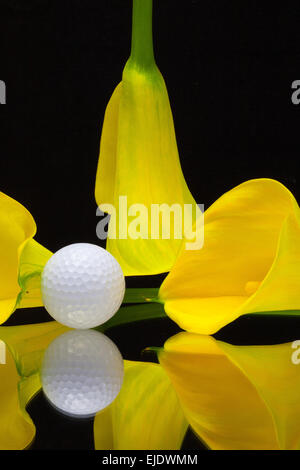 Gelbe Calla Lilie und Golfball auf schwarzem Hintergrund isoliert Stockfoto