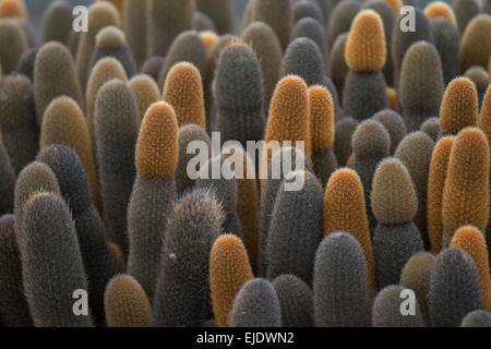 Lava-Kaktus (Brachycereus Nesioticus) auf Fernandina Insel, Galapagos-Inseln, Ecuador Stockfoto