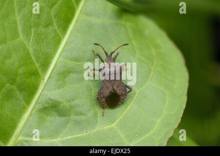 Squash-Bug - Dock Leaf Bug (Coreus Marginatus - Cimex Marginatus - Mesocerus Marginatus) auf Blatt braun Stockfoto