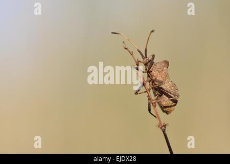 Braune Squash Bug - Dock Leaf Bug (Coreus Marginatus - Cimex Marginatus - Mesocerus Marginatus) auf Stamm Provence - Frankreich Stockfoto