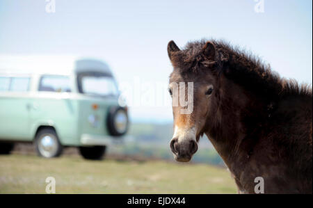 Volkswagen Camper Bus auf Ashdown Forest mit lokalen Ponys in East Sussex UK. Stockfoto