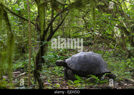 Eine Riesenschildkröte auf Santa Cruz Island, Galapagos-Inseln, Ecuador. Stockfoto