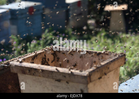 Eine Honigbiene Schwarm in die Imkerei Puremiel Imker im Naturpark Los Alcornocales, Provinz Cadiz, Andalusien, Spanien Stockfoto