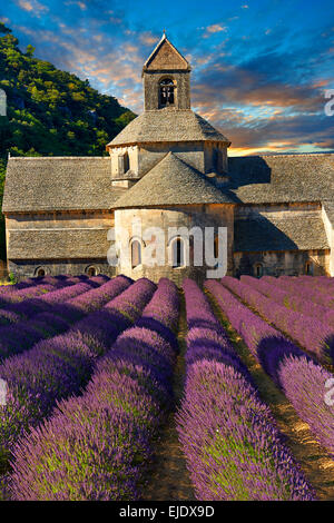 Die 12. Jahrhundert Romanesque Zisterzienser Abtei Notre-Dame von Senanque, in blühenden Lavendel Felder der Provence. Stockfoto