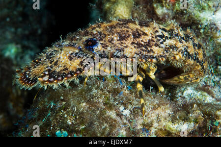 Sculptured Bärenkrebs (Parribacus Antarcticus), St. Lucia. Stockfoto