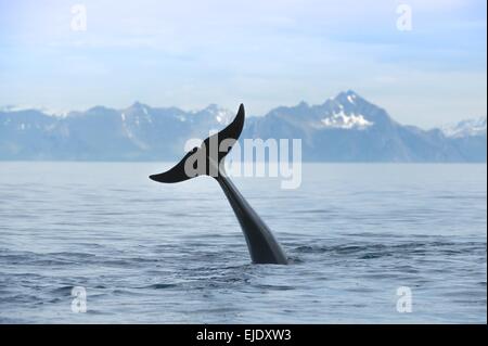 Weißen Pilotwal in Norwegen, Tauchen Stockfoto