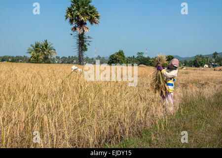 Erntezeit in Kambodscha, Asien. Reisfeld. Stockfoto