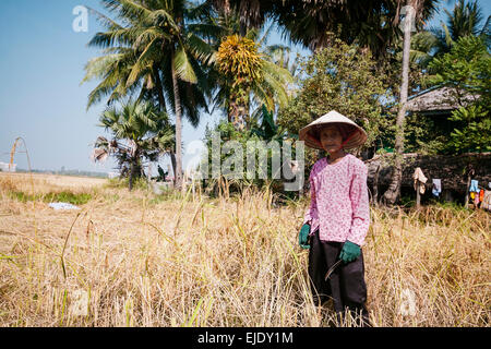 Erntezeit in Kambodscha, Asien. Reisfeld. Stockfoto